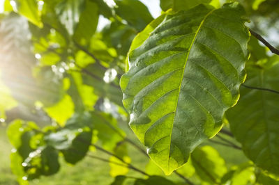 Close-up of fresh green leaves