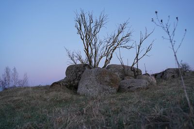 Bare tree on field against clear sky