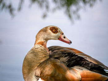 Close-up of a bird