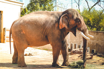 Side view of elephant standing on field