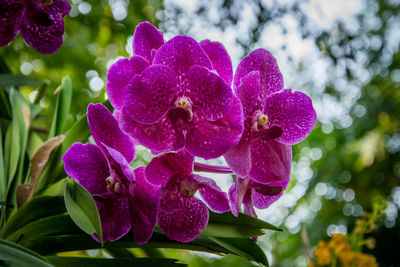 Close-up of purple flowering plant