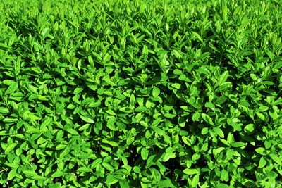 green