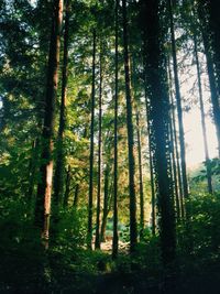 Trees in forest