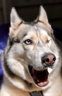 Close-up of dog looking away