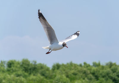 Low angle view of seagull flying against clear sky