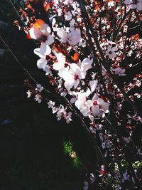 Close-up of tree against sky