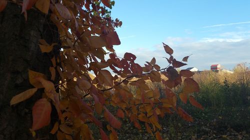 Low angle view of trees against sky