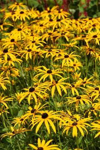 Close-up of yellow flowering plants on field