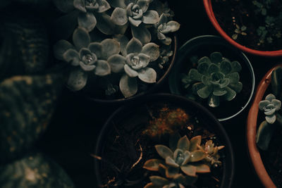 High angle view of potted plant