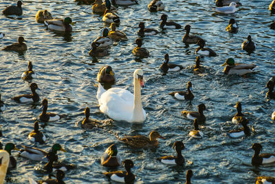 High angle view of swans swimming in lake