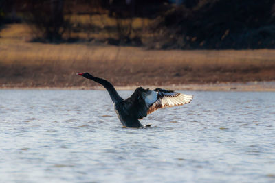  black swan with spread wings on lake