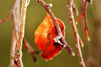 Close-up of orange leaves on plant during winter