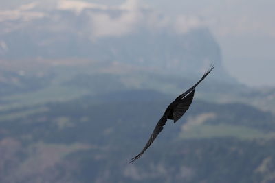 Bird flying over the sky