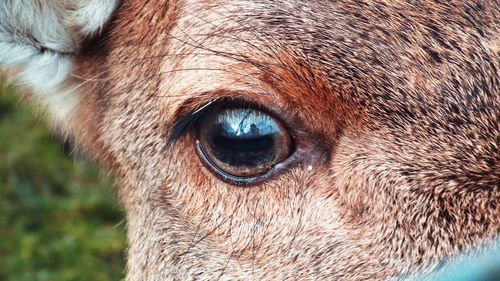 Close-up of deer eye