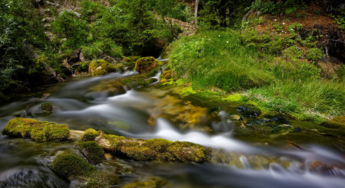 Stream flowing through rocks in forest