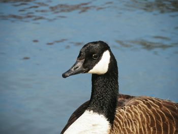 Close-up of a canada goose 