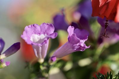 Close-up of pink flowering plant