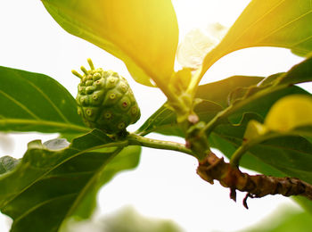 Close-up of leaves on plant against sky