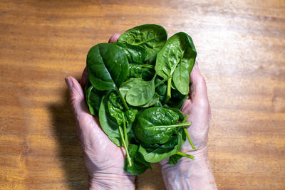 Fresh spinach leaves in elderly woman's hands