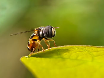 Close-up of fly on leaf