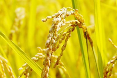 Close-up of wheat plant