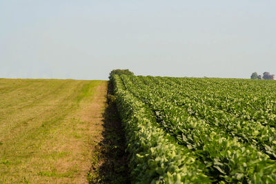 Rows of soybeans going over a hill against a clear sky