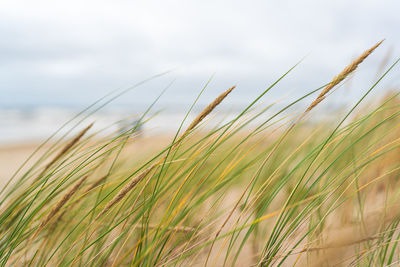 Close-up of crops growing on field against sky