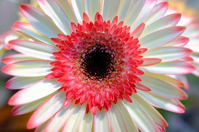 Close-up of red daisy flower