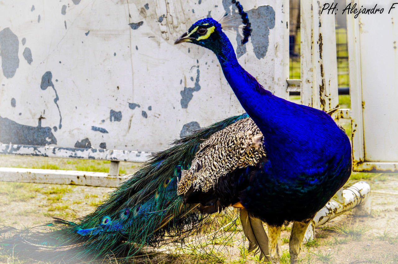 CLOSE-UP OF BIRDS ON BLUE BACKGROUND