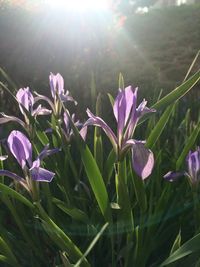 Close-up of purple flowers blooming in park