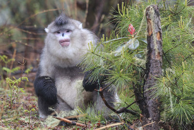 Yunnan black snub-nosed monkey rhinopithecus bieti