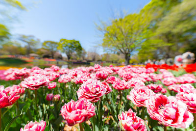 Close-up of pink flowers on field against sky