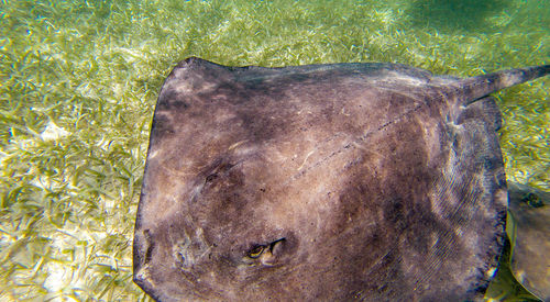 Close-up of horse on grass