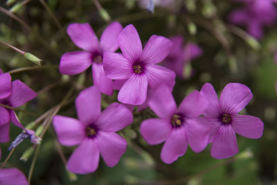 Close-up of pink flowering plants