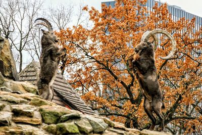 Low angle view of cat on tree