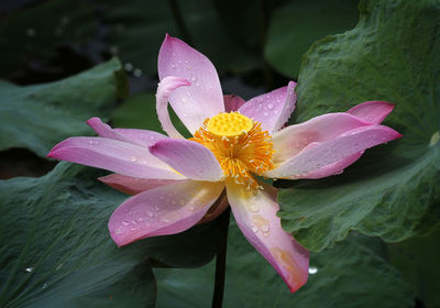 Close-up of raindrops on pink lily