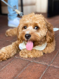 Portrait of dog on footpath