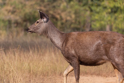 Deer standing on field