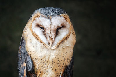 Close-up portrait of owl