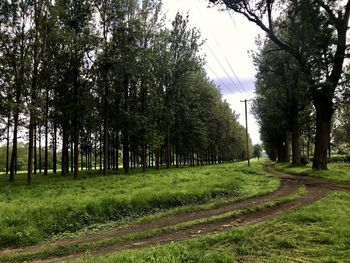 Trees on field against sky