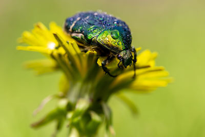 Close-up of insect on yellow flower