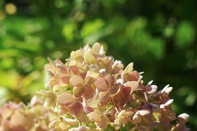 Close-up of flowers blooming outdoors