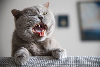 View of cat yawning