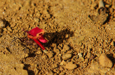 High angle view of crab on sand