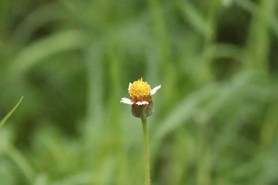 Close-up of flowering plant