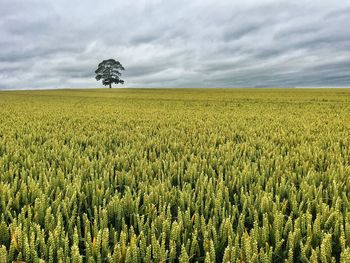 agriculture