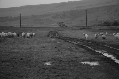 Flock of sheep grazing in a field