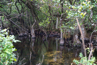 Scenic view of lake amidst trees in forest