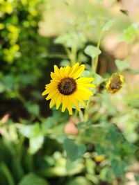 Close-up of yellow flowering plant