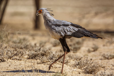 Close-up of a bird